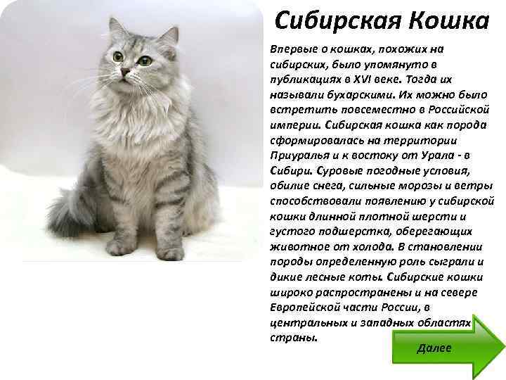 Окрас сибирских кошек (30 фото): черные и белые, дымчатые и золотые коты, полосатые и черепаховые котята