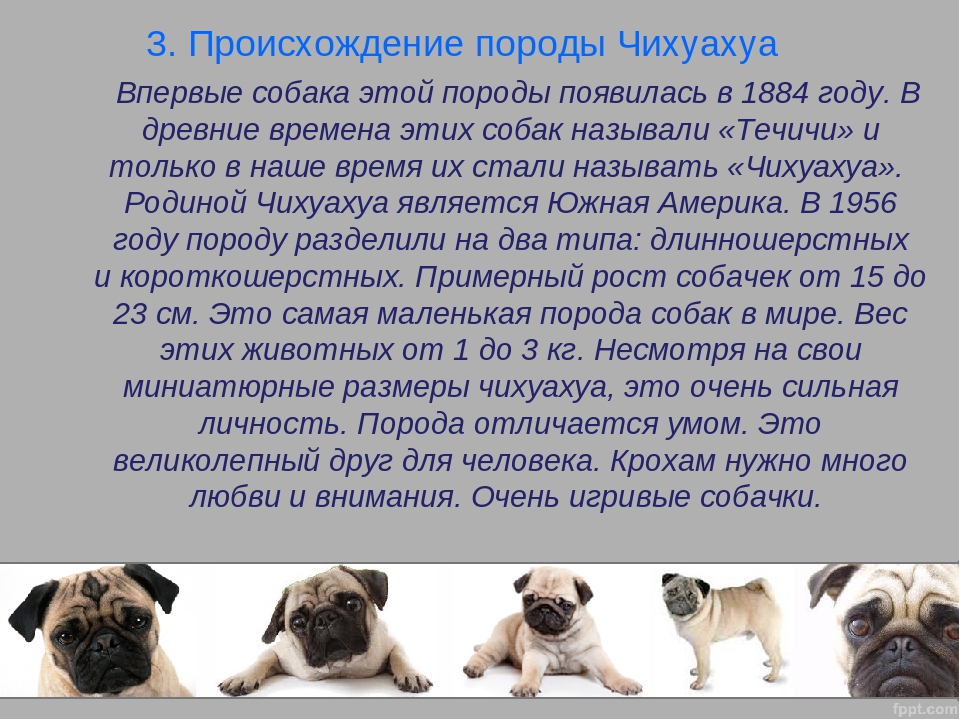 Чихуахуа: история породы и происхождение собак, как вывели, появились и откуда родом домашние питомцы кратко