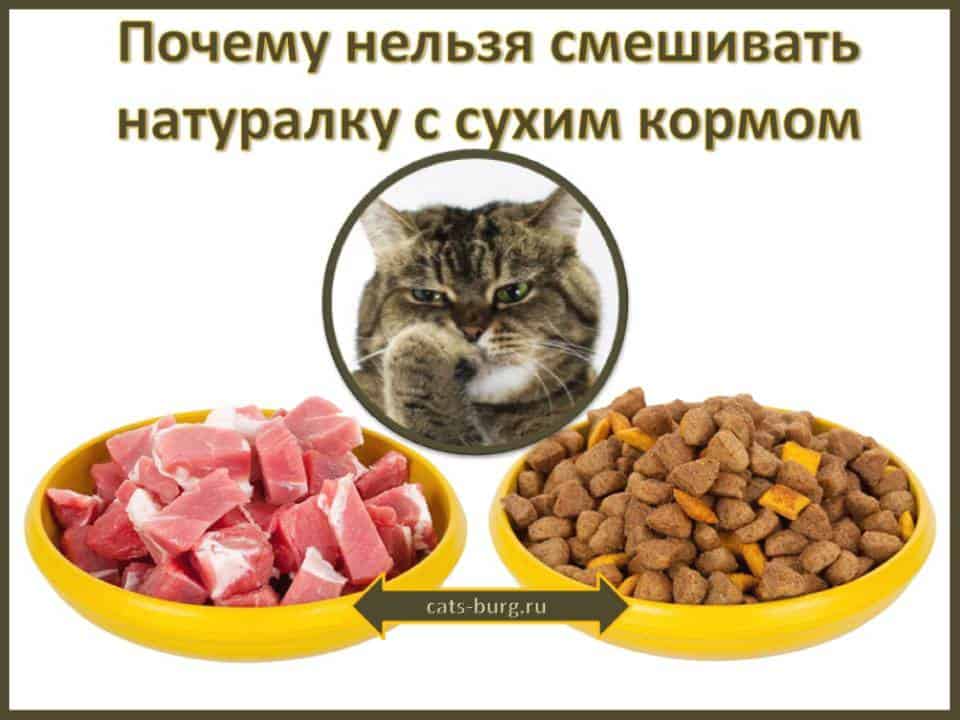 Какой корм для кошки лучше — обзор лучших сухих, влажных, натуральных кормов по цене и качеству по мнению экспертов