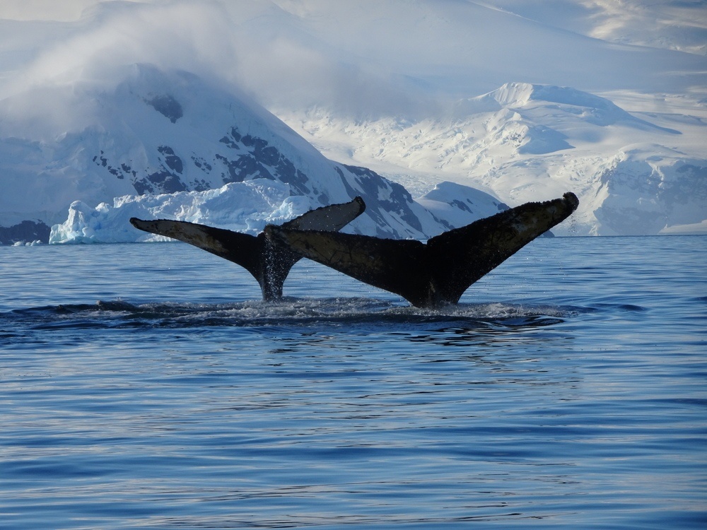 Кит арктический: гренландский кит ???? фото, описание, ареал, питание, враги ✔ —  