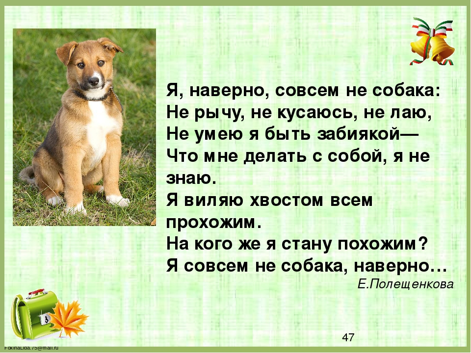 ᐉ как отучить щенка огрызаться на хозяина? - zoomanji.ru