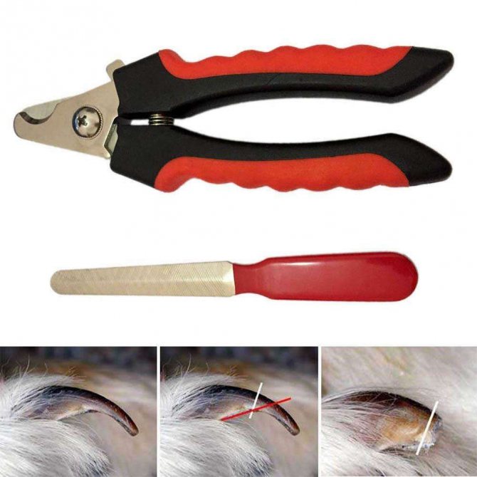 Когтерезка для кошек - специальные ножницы для стрижки когтей: правила выбора и использования когтереза