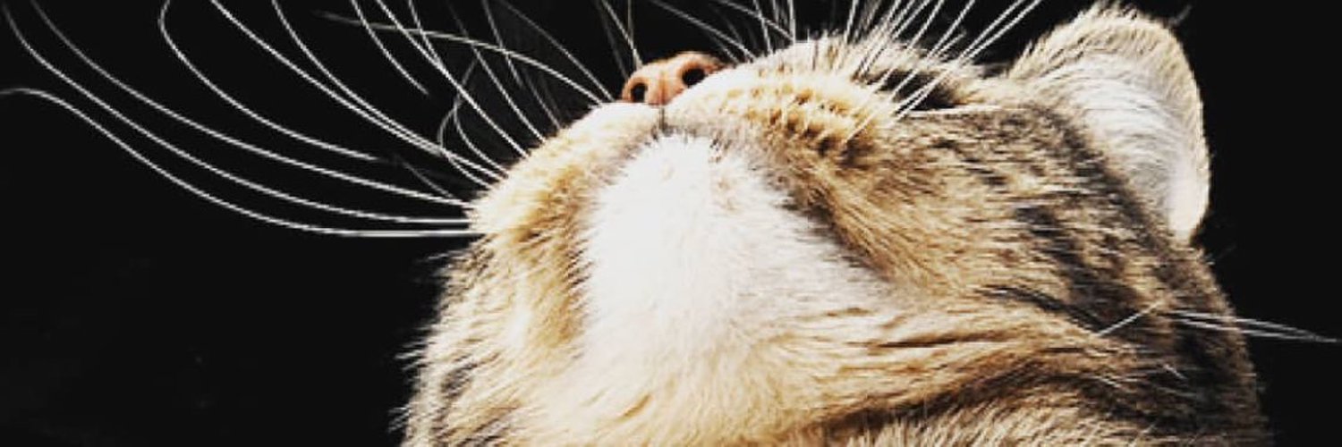5 причин, почему ломаются усы у котов, кошек или котят: причины выпадения и профилактика