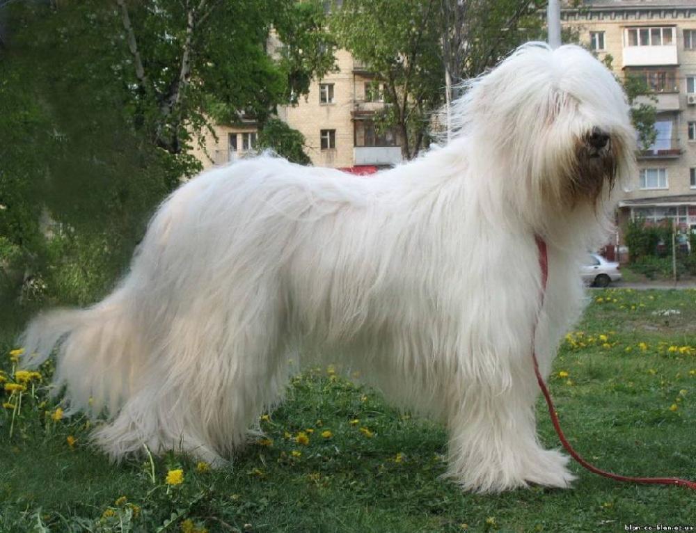 Южнорусская овчарка: 105 фото большой пушистой собаки и описание ее особенностей