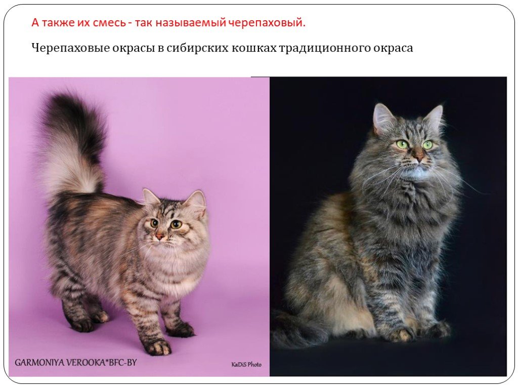 Описание породы кошки сибирской породы фото