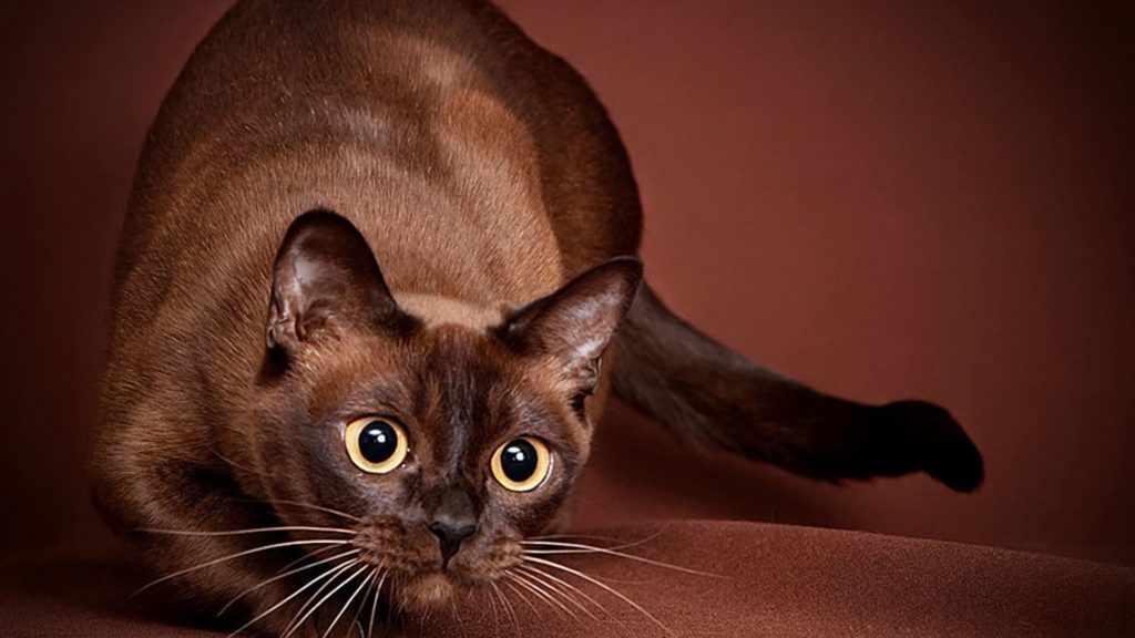 Порода бурманская кошка (бурма): уход и содержание, отзывы владельцев