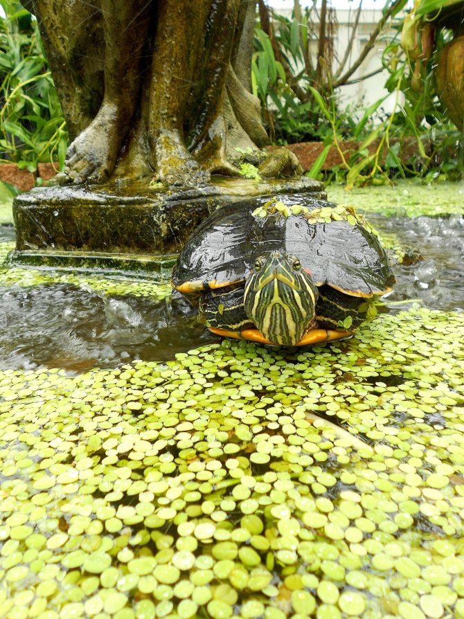 Красноухая черепаха: уход и содержание рептилии