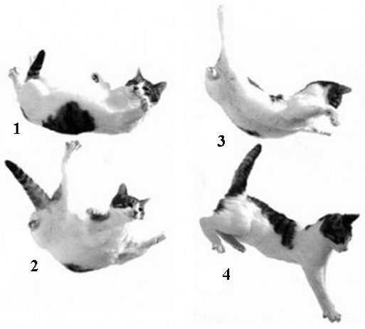 Кошка падает: фото, эксперимент, исследования, причины
