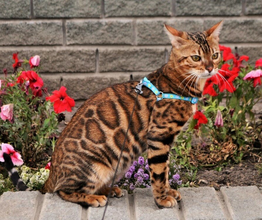Тойгер кошка тигрового окраса фото, цена котят, описание породы, отзывы
