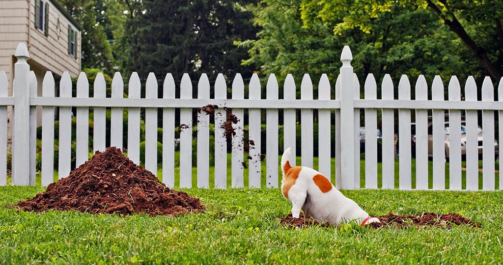 Как похоронить собаку: правила и законные места