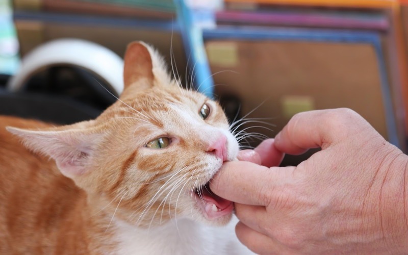 Почему кот кусается | блог ветклиники "беланта"