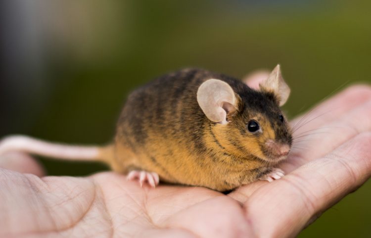 Декоротивные мыши – уход, содержание и разновидности домашних мышей