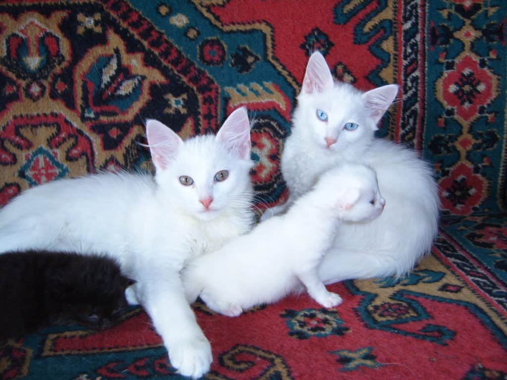 Турецкая ангора кошка : содержание дома, фото, купить, видео, цена