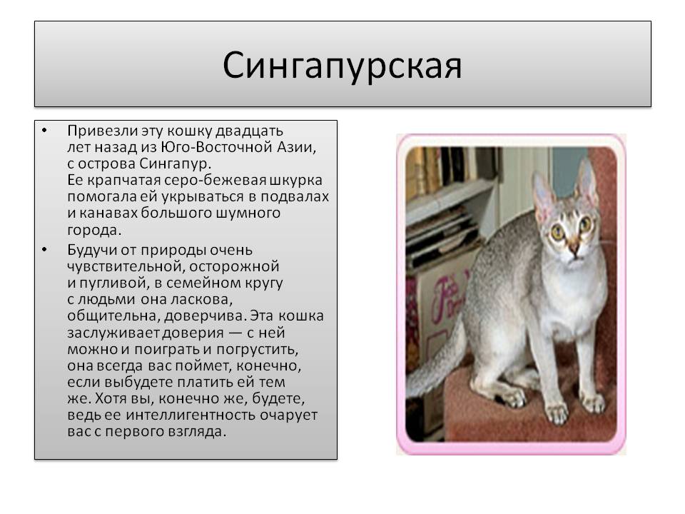 Сибирская кошка - 135 фото внешнего вида в обзоре породы от а до я