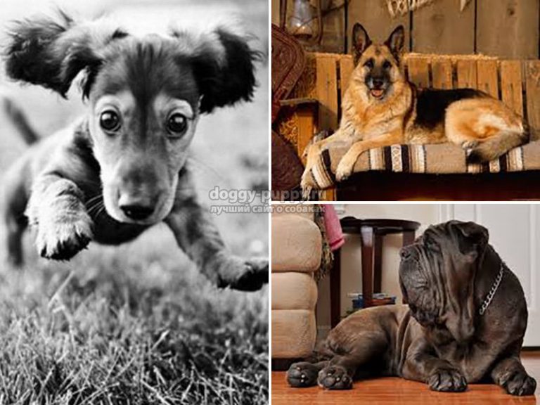 Самые преданные собаки - топ 25 пород самых верных собак с фото.