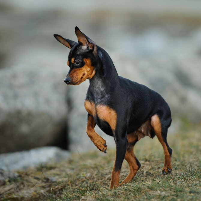 Доберман собака. описание, особенности, виды, уход и цена породы доберман