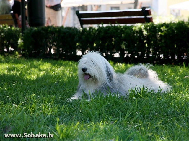 Одис (одесская домашняя идеальная собака)