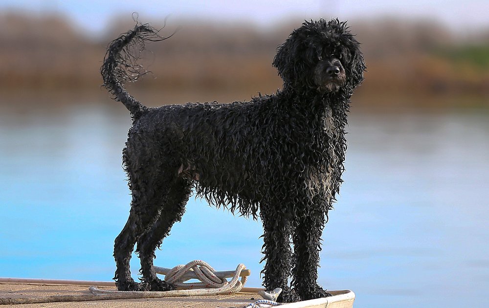 Португальская водяная собака: содержание дома, фото, купить, видео, цена