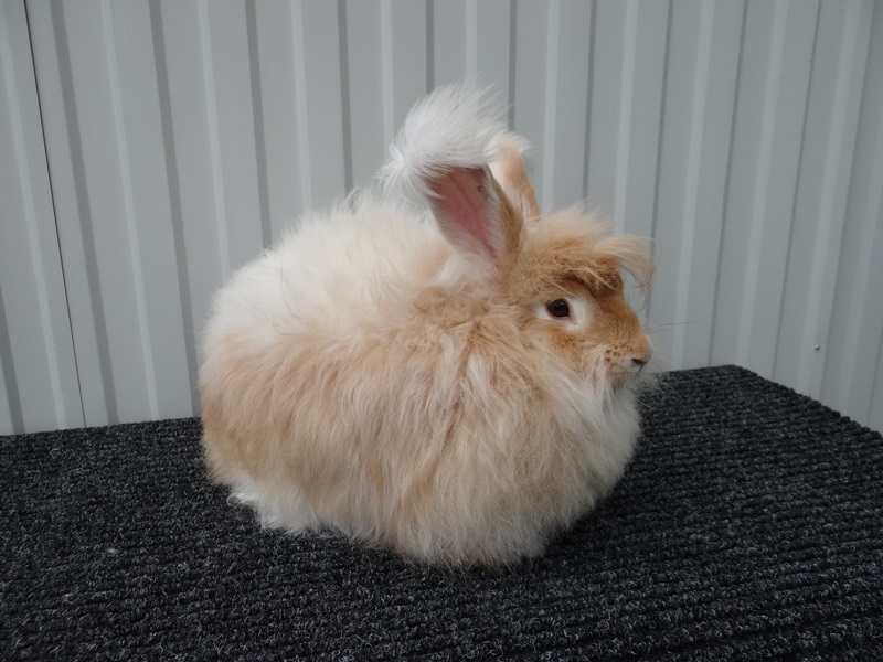 Ангорский кролик — описание и разновидности пород, срок жизни