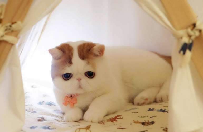 Снупи: кот, фото которого покорило мир, и описание его породы