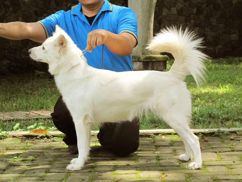 Тайский риджбек: описание породы, характер собаки и щенка, фото, цена