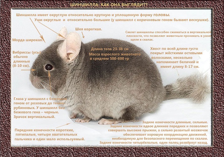Шиншилла (кошка) – подробная информация от а до я