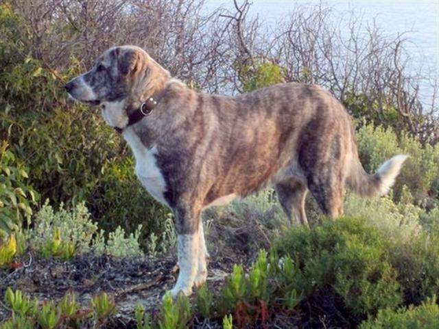 Португальский бракк (пойнтер): описание породы, фото собаки