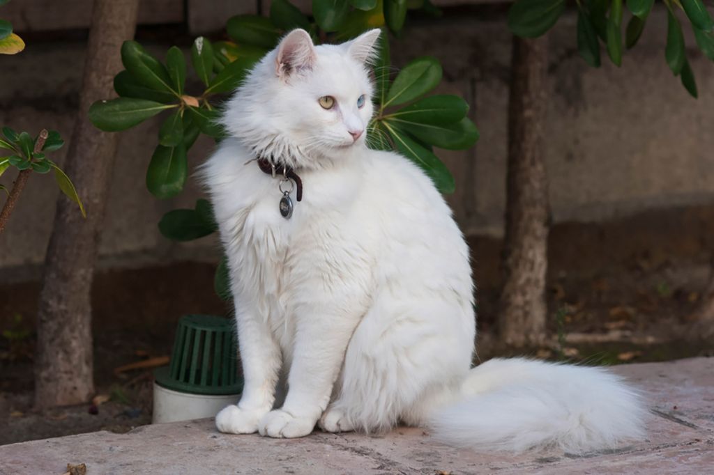 Турецкая ангора (ангорская кошка): фото, цена, описание породы, характер, видео, питомники