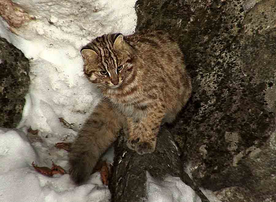 Амурский лесной кот — образ жизни