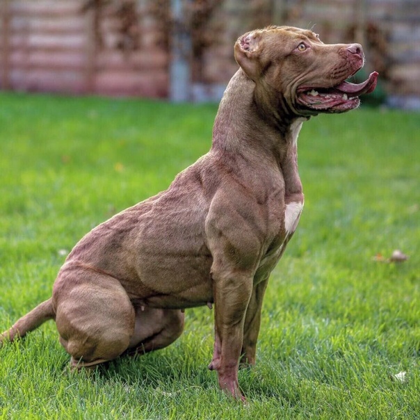 Самые мускулистые породы собак