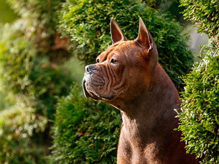Собака чунцин: описание породы, кормление и уход