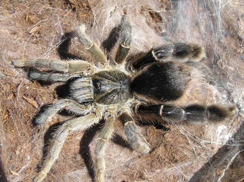 Eucratoscelus pachypus (танзанийский толстоногий паук-бабуин)