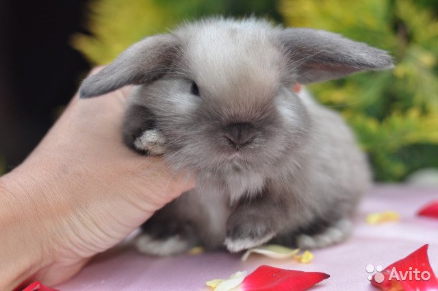 Воняют ли декоративные кролики в домашних условиях и причины запаха