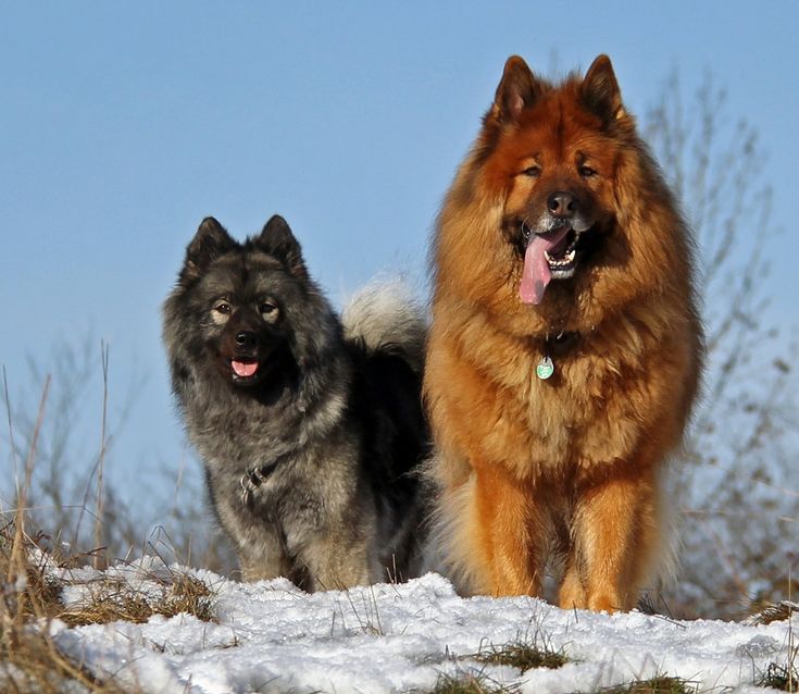 Евразиер: фото породы собак, характер и основные характеристики