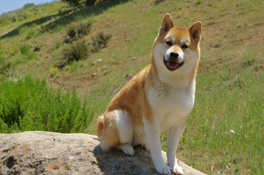 Сикоку: осписание породы, внешние особенности японских собак, характер и содержание, отзывы и фото
