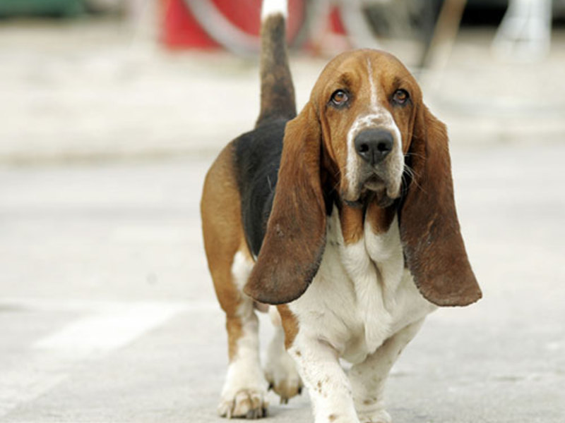 Вислоухие собаки (29 фото): породы собак с висячими ушами и щеками, бело-коричневые собаки с грустными глазами и другие породы