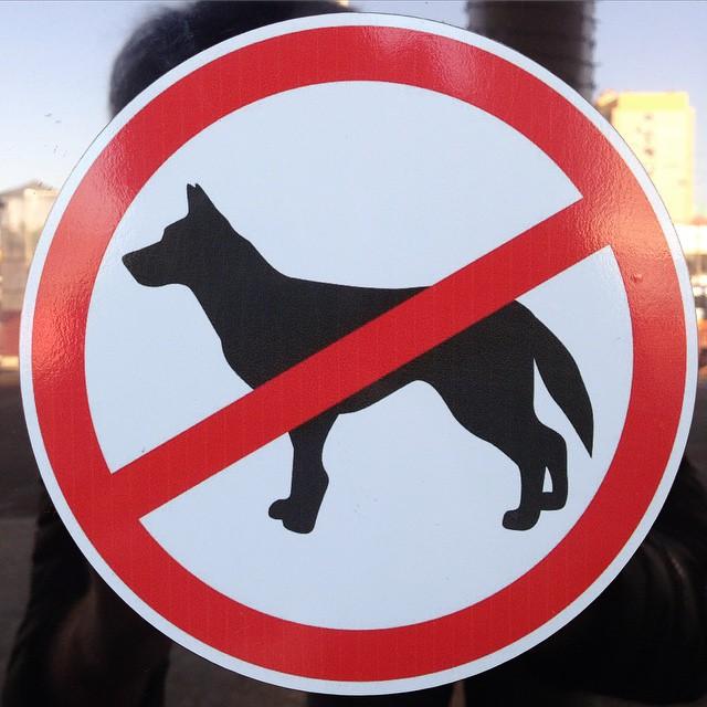Можно ходить с собаками в магазин. Магазин собака запрещен. С собаками в магазин вход запрещен. В магазин с животными нельзя. Вход с собаками в магазин запрещен табличка.
