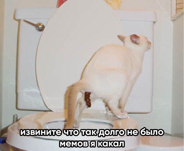 Девушка какает какашки. Кошка какает. Кот на унитазе. Туалет для кошек. Кот в туалете.