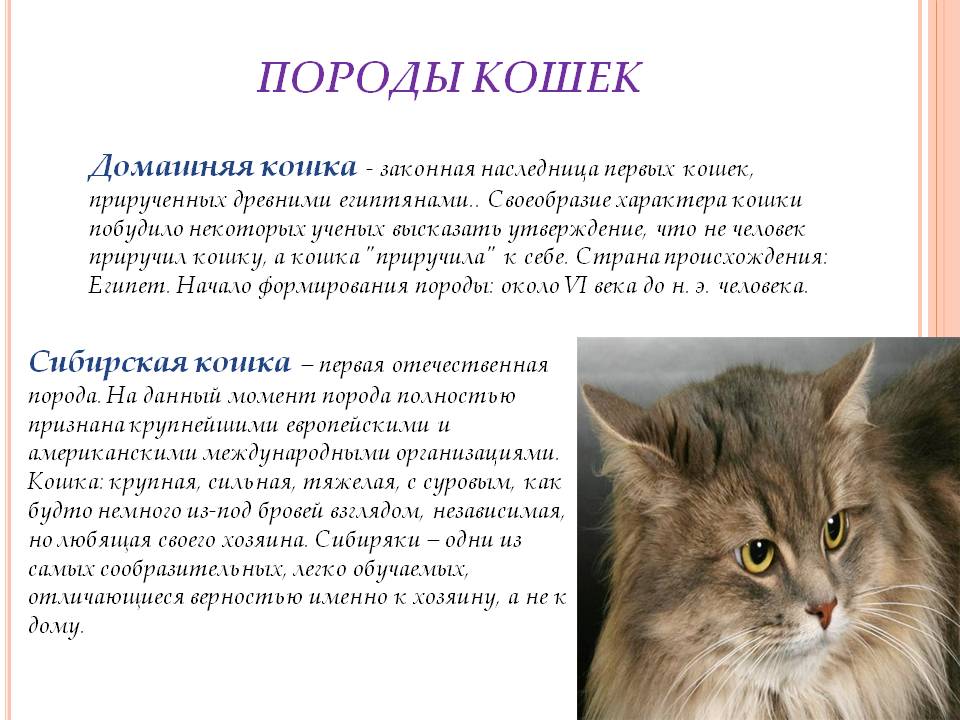 Рыжие кошки и коты: описание породы, их происхождение и популярность- общее описание +видео