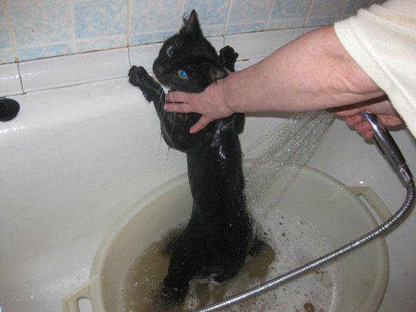 Почему кошки боятся воды: причины боязни и как от этого избавится - мир кошек