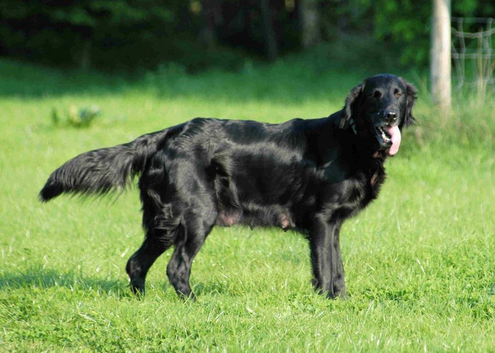 Черный лабрадор-ретривер: фото собак, черты характера, внешние описание, как развиваются щенки, выбор питомца и правила ухода
