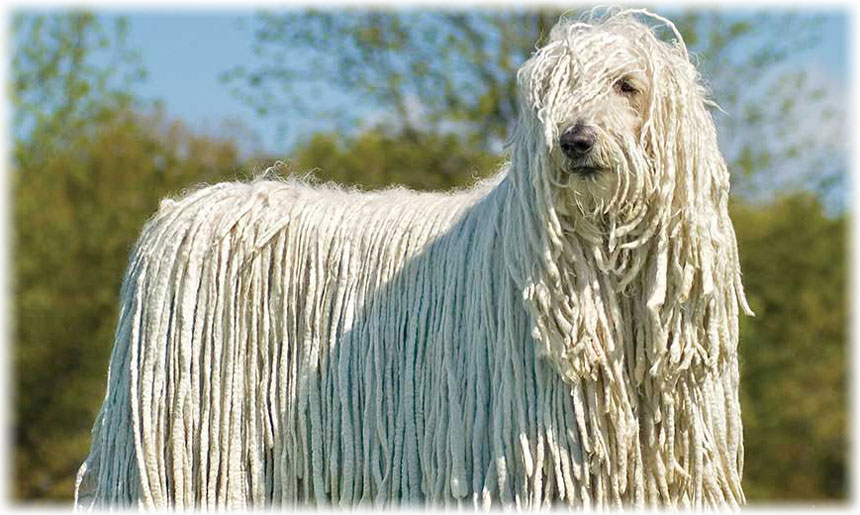 Порода собак с шерстью дредами