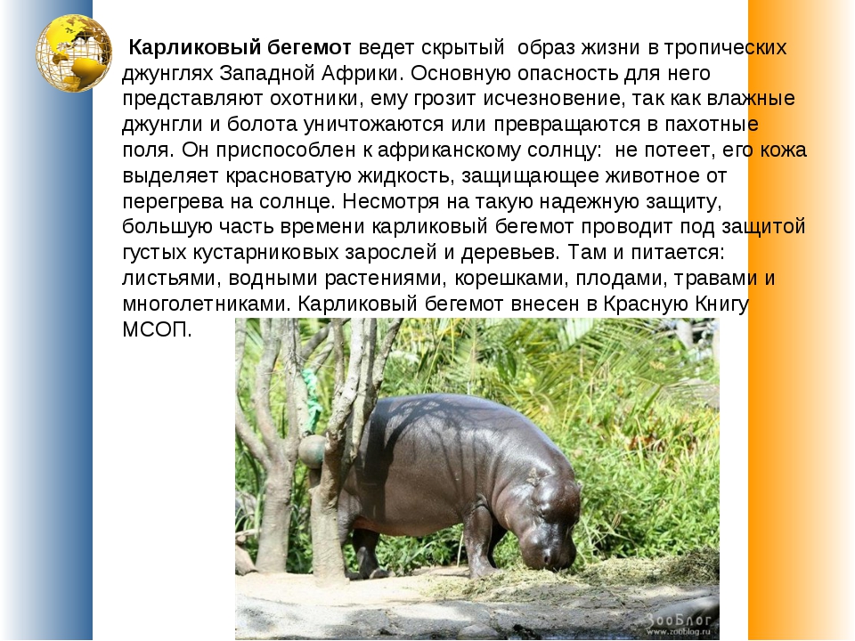 Бегемот (гиппопотам) - 110 фото и фактов удивительного животного