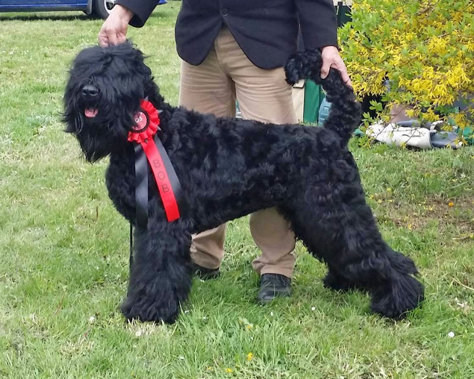 Русский чёрный терьер (собака сталина): фото и описание породы, цена