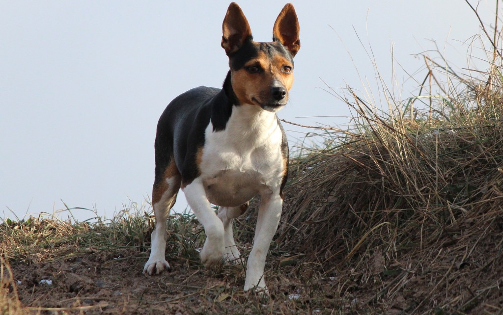 ᐉ собаки-крысоловы — породы псов для охоты на грызунов с фото и описанием - getzoofood.ru
