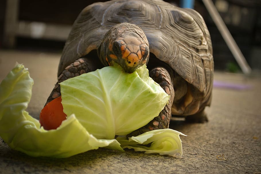 Как часто нужно кормить черепах? чем опасен перекорм? правильная еда для черепах