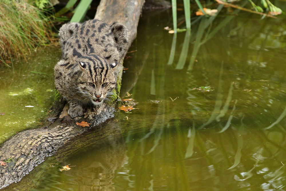 Виверровый кот-рыболов кот который умеет плавать