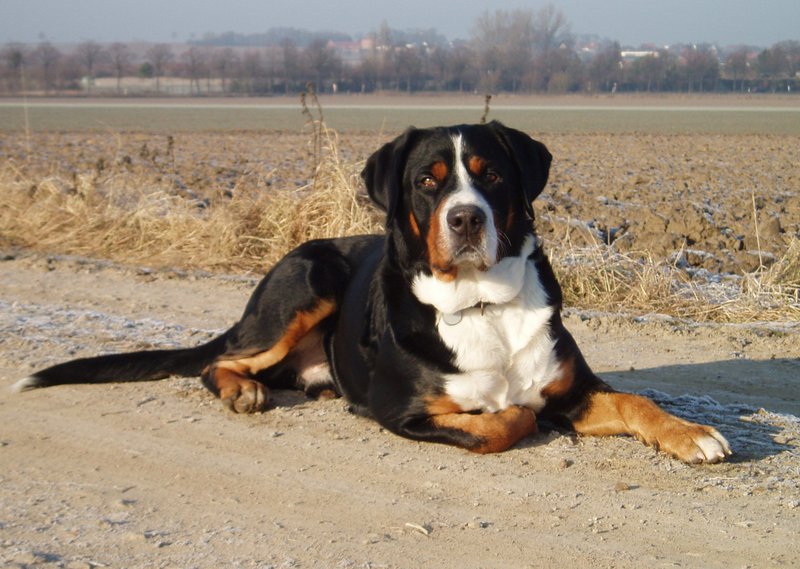 Характеристика собак породы большой швейцарский зенненхунд с отзывами и фото