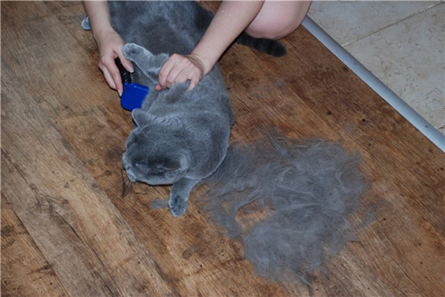Что делать, если кошка сильно линяет круглый год в домашних условиях, причины выпадения шерсти