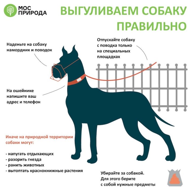 Правила выгула собак на природных территориях: о чем должен знать владелец / новости города / сайт москвы